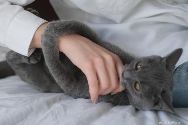 Understanding Why Your Cat Nibbles: Insights & Solutions