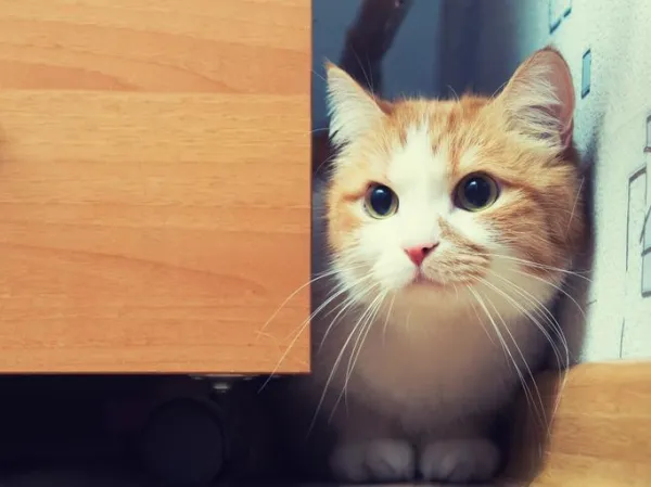 Why Your Neutered Cat Keeps Spraying – Causes & Solutions