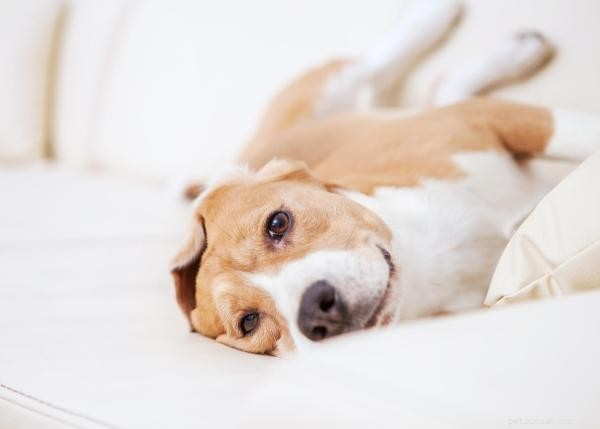 Why Dogs Rub Against the Couch: Understanding Their Comfort-Seeking Behavior