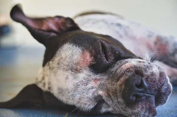 Why Dogs Rub Against the Couch: Understanding Their Comfort-Seeking Behavior