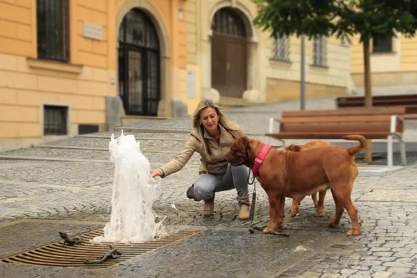 Understanding Why Some Dogs Fear Water – Causes, Symptoms, and How to Help