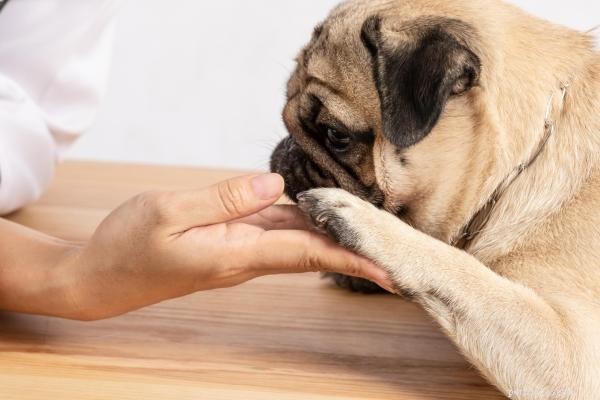 Understanding Why Your Dog Nibbles With Its Front Teeth