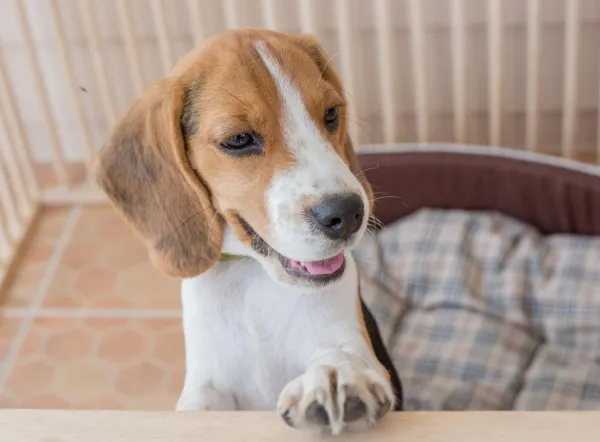 Build a Safe Dog Playpen: A Step‑by‑Step Guide for Homeowners