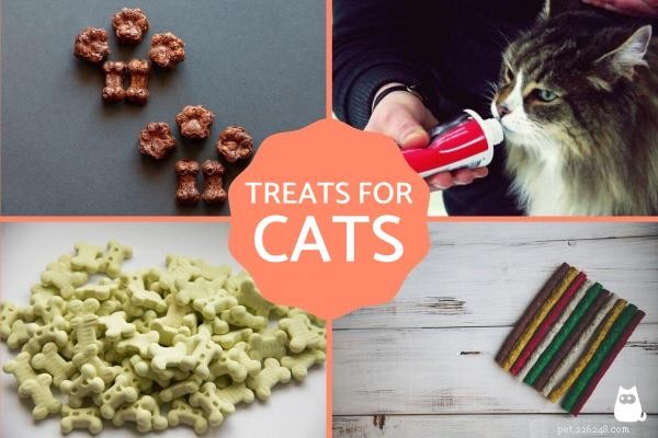 Top Cat Treats: The Best Rewards for Happy, Healthy Felines