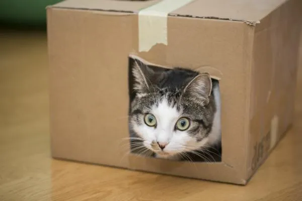 Top Cat Treats: The Best Rewards for Happy, Healthy Felines