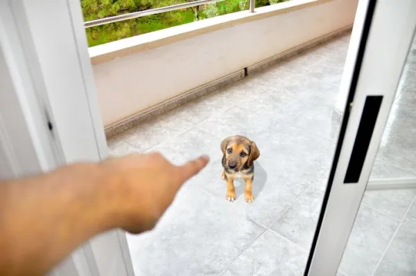 The Dangers of Punishing Dogs: Why Positive Training Works Best