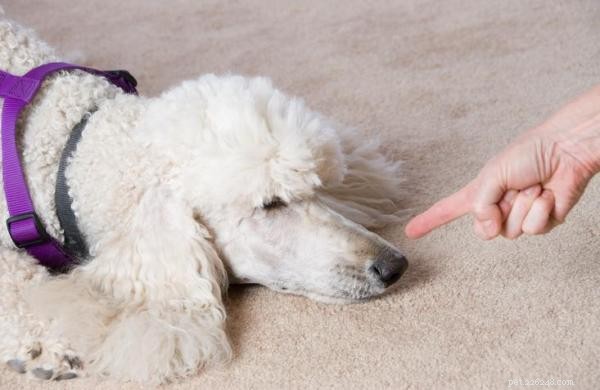 The Dangers of Punishing Dogs: Why Positive Training Works Best
