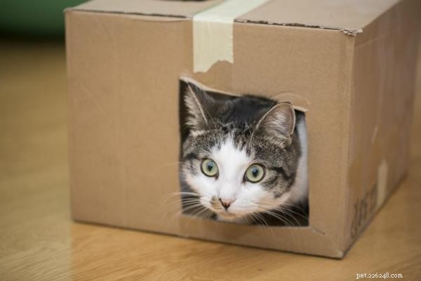 Engage Your Cat’s Mind at Home with These Stimulating Games