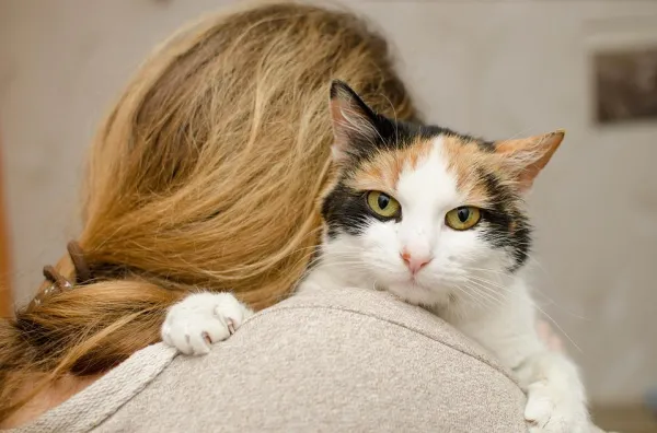 Engage Your Cat’s Mind at Home with These Stimulating Games