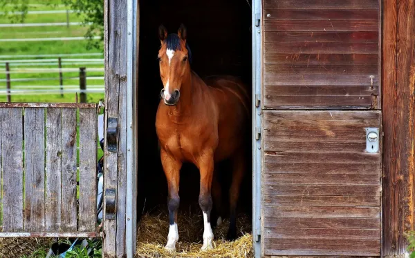 Why Horses Eat Their Own Manure: Health Risks & How to Stop It