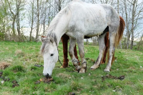Why Horses Eat Their Own Manure: Health Risks & How to Stop It