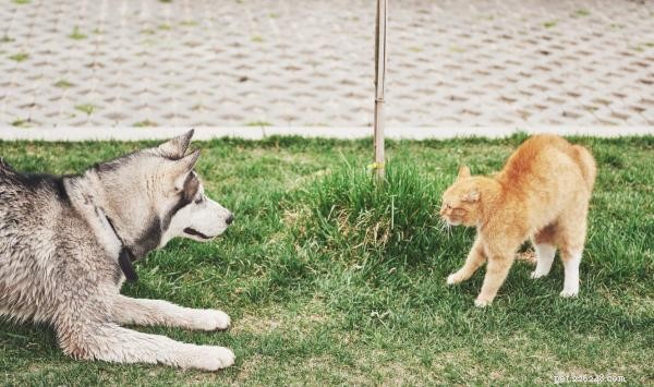 Why Your Dog May Avoid Cats: Causes and Solutions