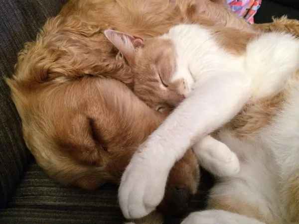 Why Your Dog May Avoid Cats: Causes and Solutions