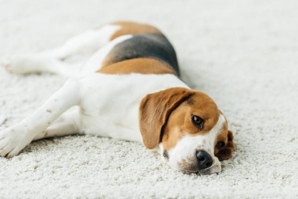 Master the  Play Dead  Trick: A Step‑by‑Step Positive Training Guide