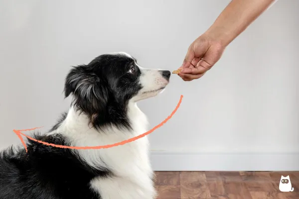 Master the  Play Dead  Trick: A Step‑by‑Step Positive Training Guide