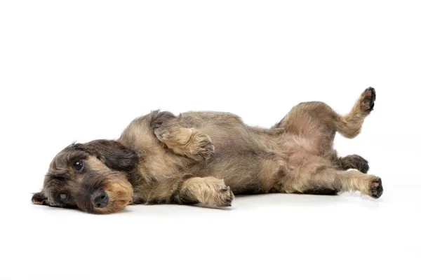 Master the  Play Dead  Trick: A Step‑by‑Step Positive Training Guide