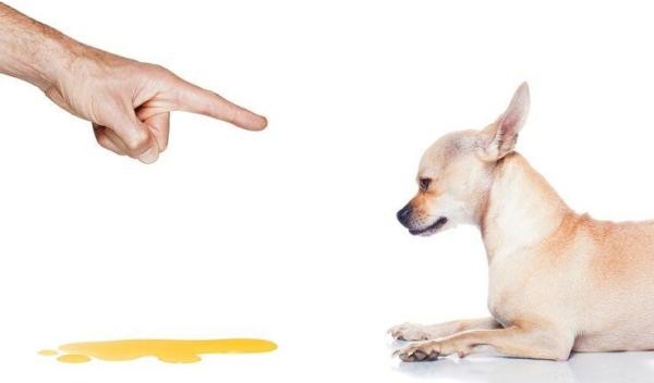 Understanding Submissive Urination: Why Dogs Pee When Scared