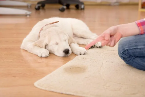 Understanding Submissive Urination: Why Dogs Pee When Scared