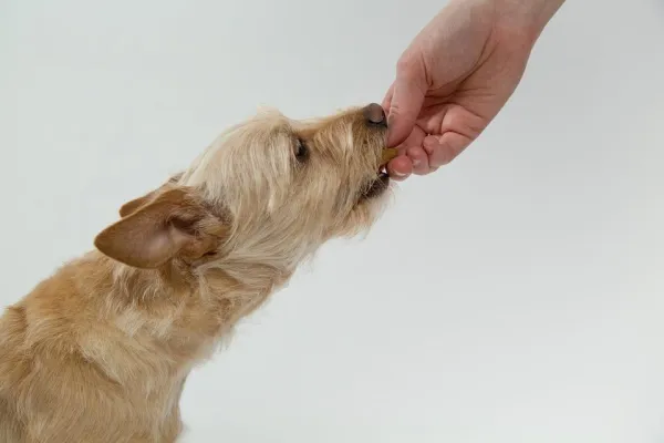 Understanding Submissive Urination: Why Dogs Pee When Scared