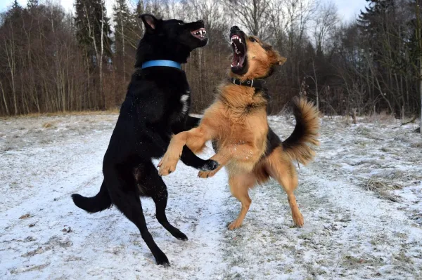 Expert Guide: Successfully Introducing Your Dog to a New Companion