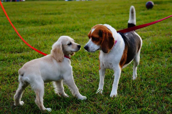 Expert Guide: Successfully Introducing Your Dog to a New Companion