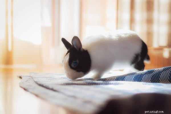 Why Do Rabbits Run in Circles? Top Causes & Practical Solutions