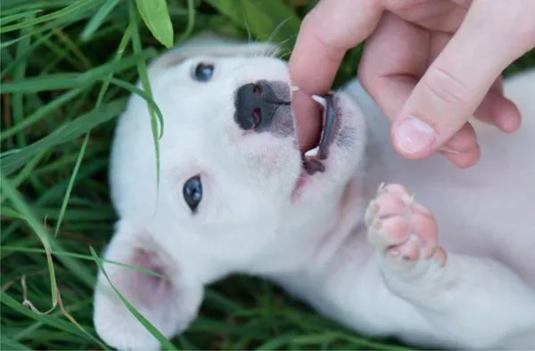 How to Play Safely and Effectively With Your New Puppy