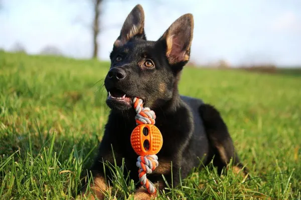 How to Play Safely and Effectively With Your New Puppy