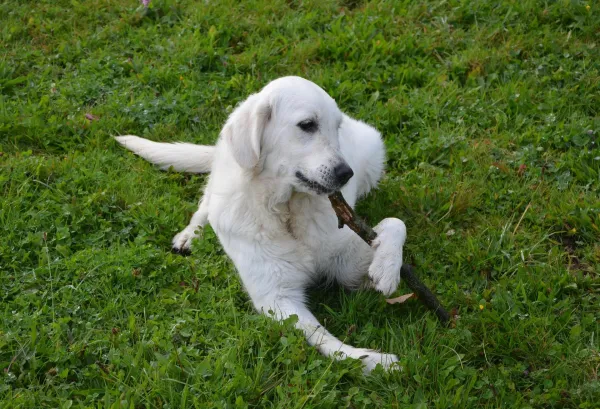 Why Your Dog Chews Sticks: Health Risks and What to Do