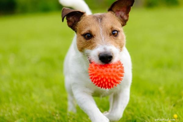 Why Does Your Dog Love Fetching Its Ball So Much?