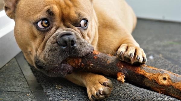 Why Your Dog Chews Sticks: Health Risks and What to Do