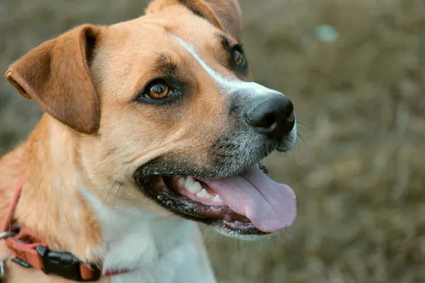 Why Does Your Dog Love Fetching Its Ball So Much?