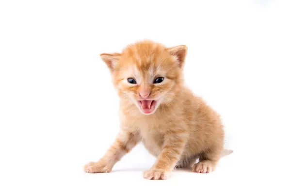 Effective Kitten Socialization: Introducing Your New Feline to Existing Cats