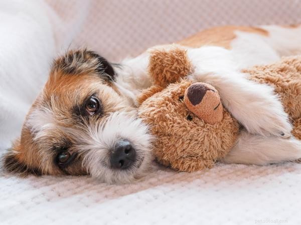Why Dogs Mount Stuffed Animals: Understanding Mounting Behavior