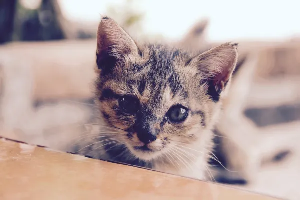 Effective Kitten Socialization: Introducing Your New Feline to Existing Cats