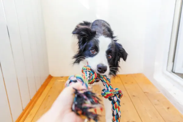Managing a Dog That Plays Too Rough: Effective Strategies to Stop Aggressive Play