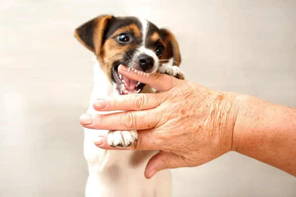 Managing a Dog That Plays Too Rough: Effective Strategies to Stop Aggressive Play