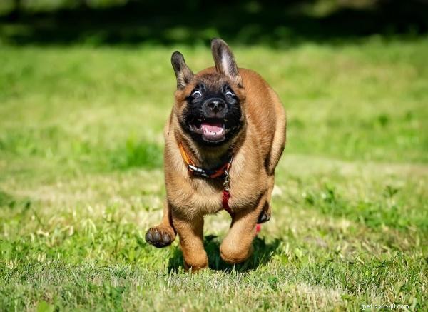 Why Your Dog Is Suddenly Freaking Out: Identifying Common Causes