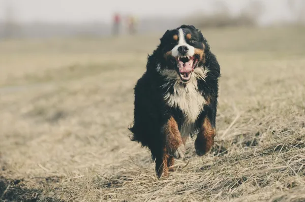 Why Your Dog Is Suddenly Freaking Out: Identifying Common Causes