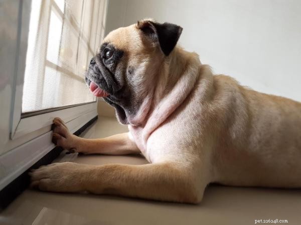 Why Your Dog Keeps Scratching at the Door: Causes and Solutions