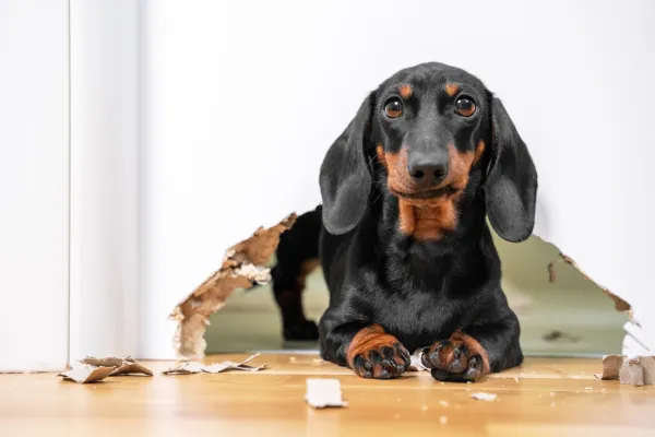 Why Your Dog Keeps Scratching at the Door: Causes and Solutions