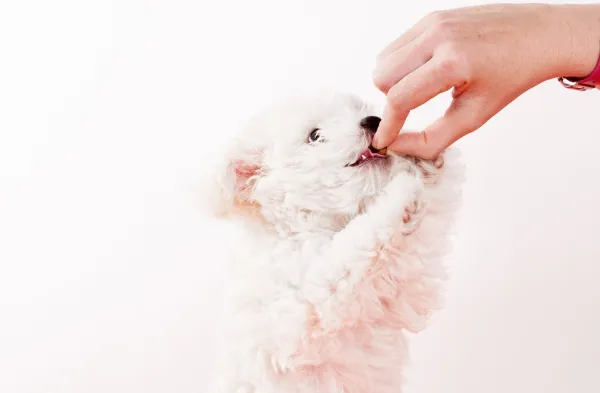 Avoid These Common Puppy Training Mistakes: A Guide for New Dog Owners