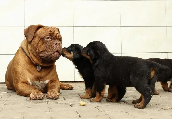 Avoid These Common Puppy Training Mistakes: A Guide for New Dog Owners