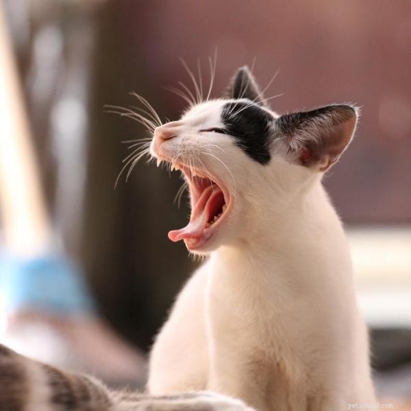 How to Calm Your Cat: Proven Ways to Stop Constant Meowing
