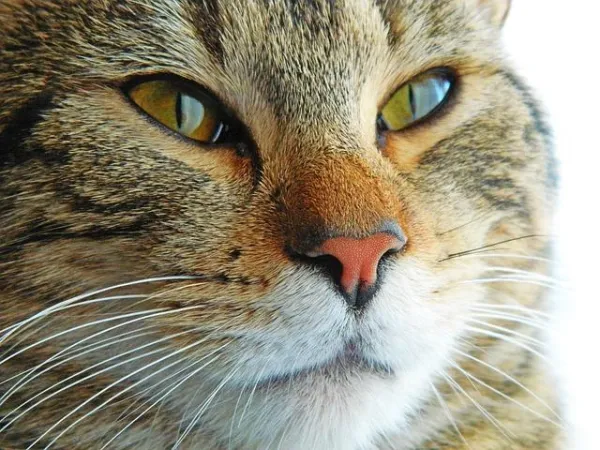 How to Calm Your Cat: Proven Ways to Stop Constant Meowing