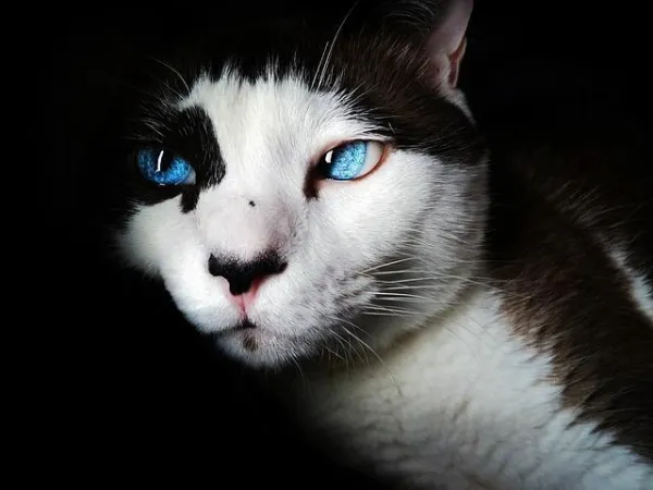 How to Calm Your Cat: Proven Ways to Stop Constant Meowing