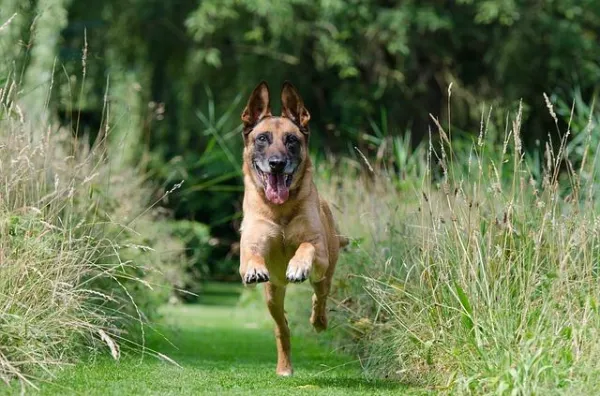 Understanding the Five Freedoms of Animal Welfare: A Practical Guide