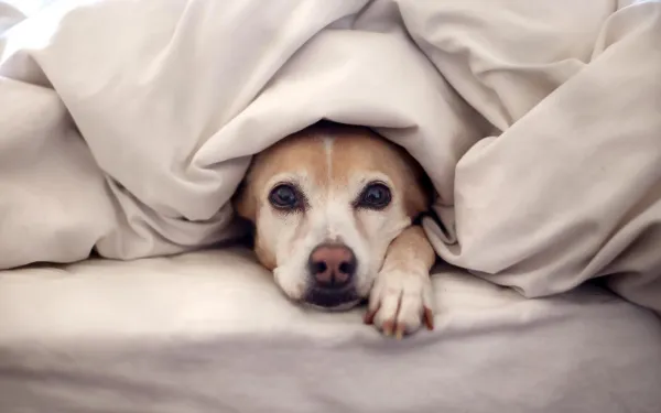 Understanding the Five Freedoms of Animal Welfare: A Practical Guide