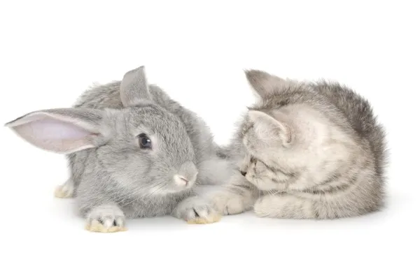 Understanding the Five Freedoms of Animal Welfare: A Practical Guide