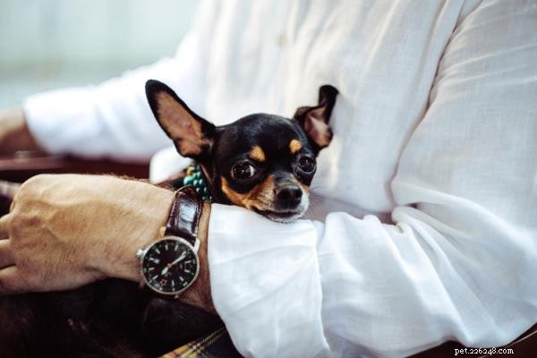 Understanding Dog Jealousy: Key Signs and Effective Solutions